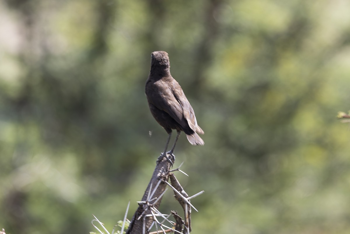 Northern Anteater-Chat - ML642753238