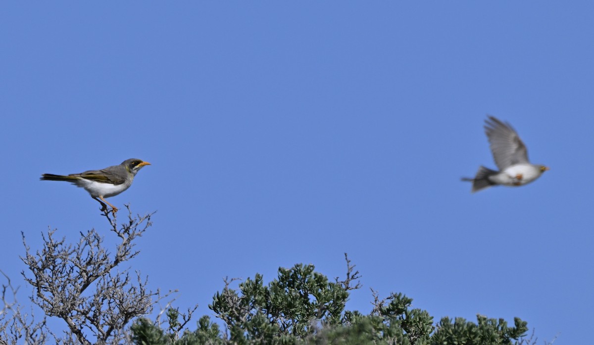 Yellow-throated Miner - ML642753249