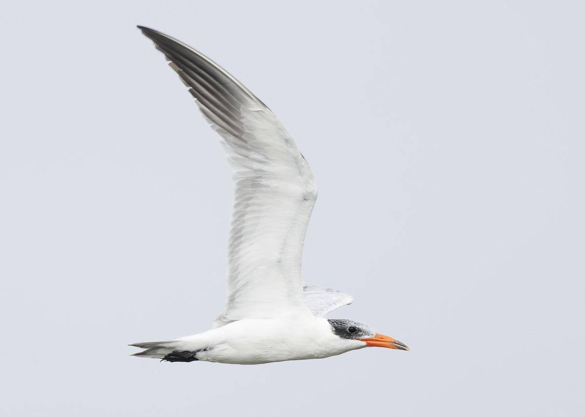 Caspian Tern - Toby Carter