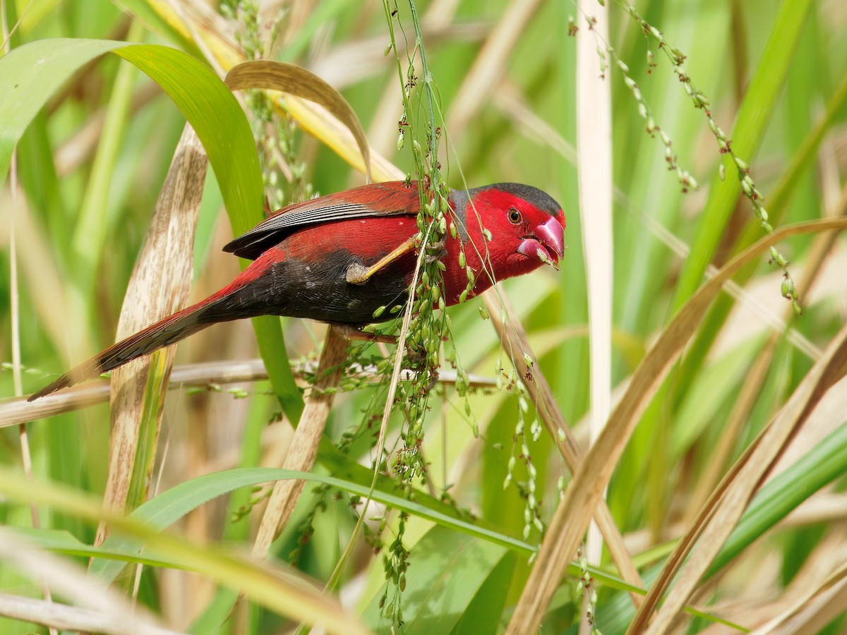 Crimson Finch - ML642753267