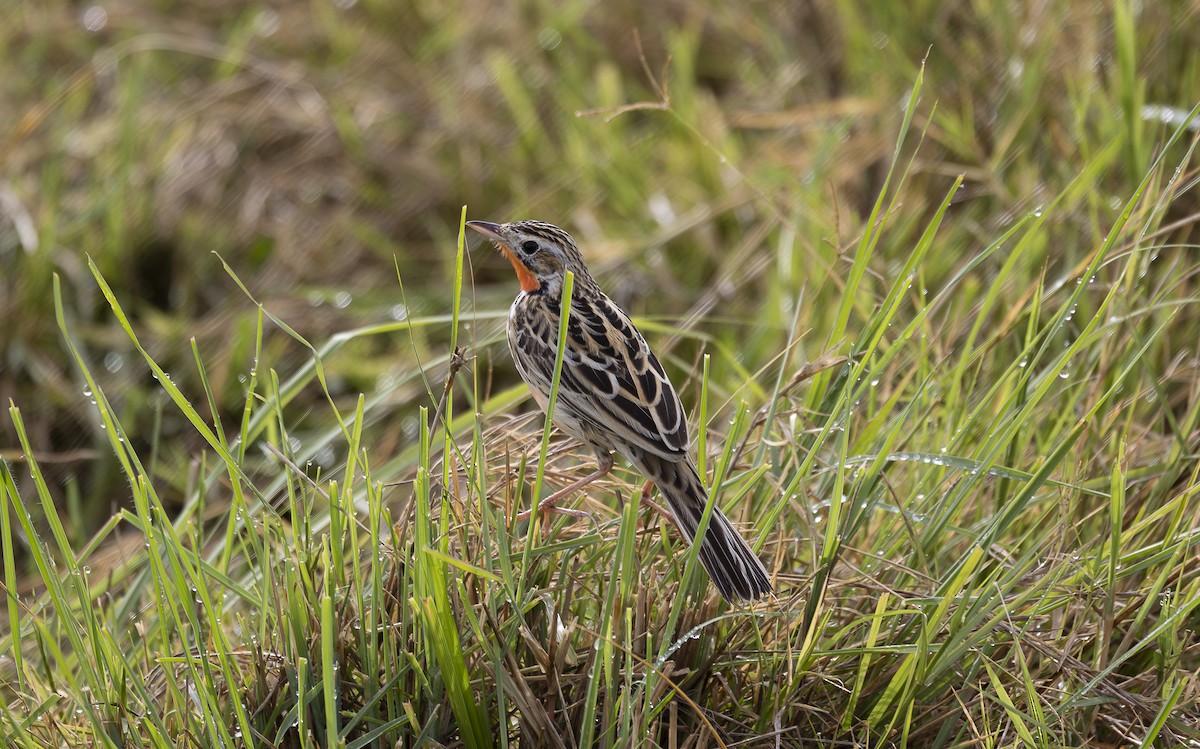 Rosy-throated Longclaw - ML642753277