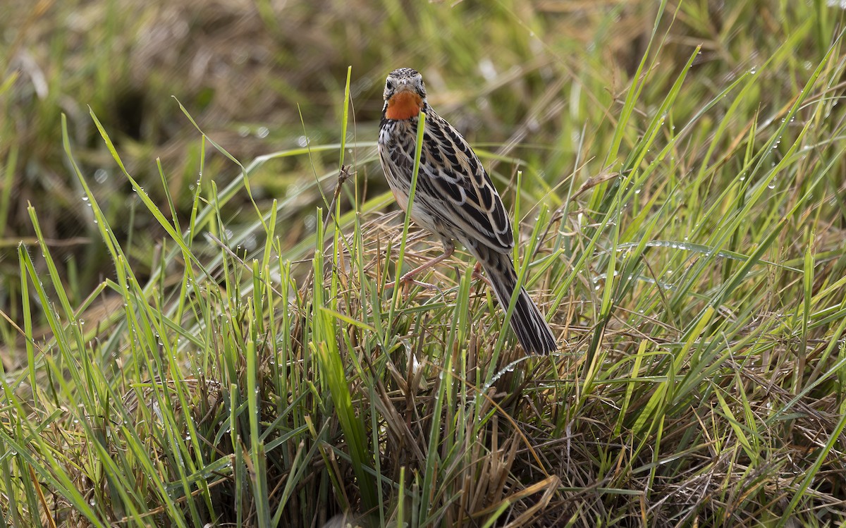 Rosy-throated Longclaw - ML642753278