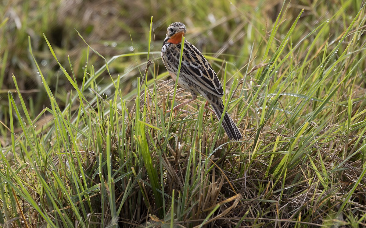 Rosy-throated Longclaw - ML642753279