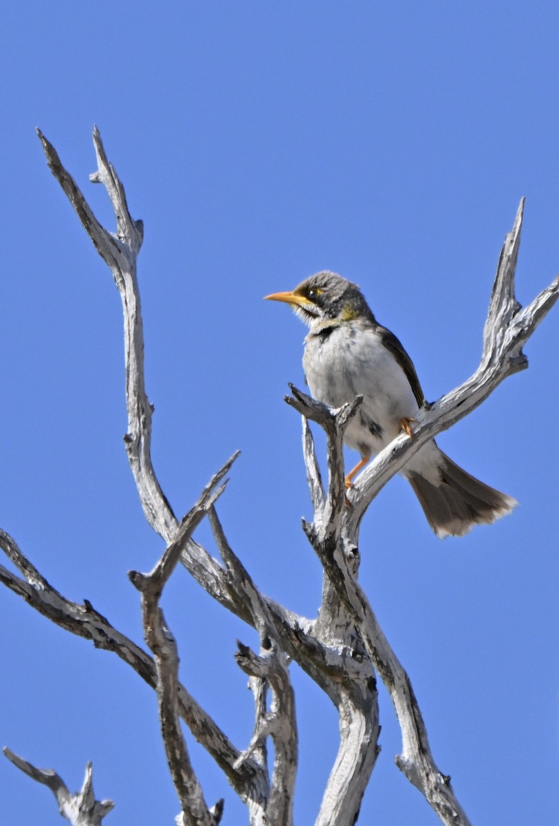 Yellow-throated Miner - ML642753299