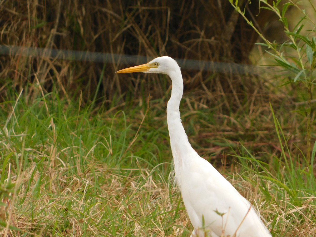 Great Egret - Anonymous