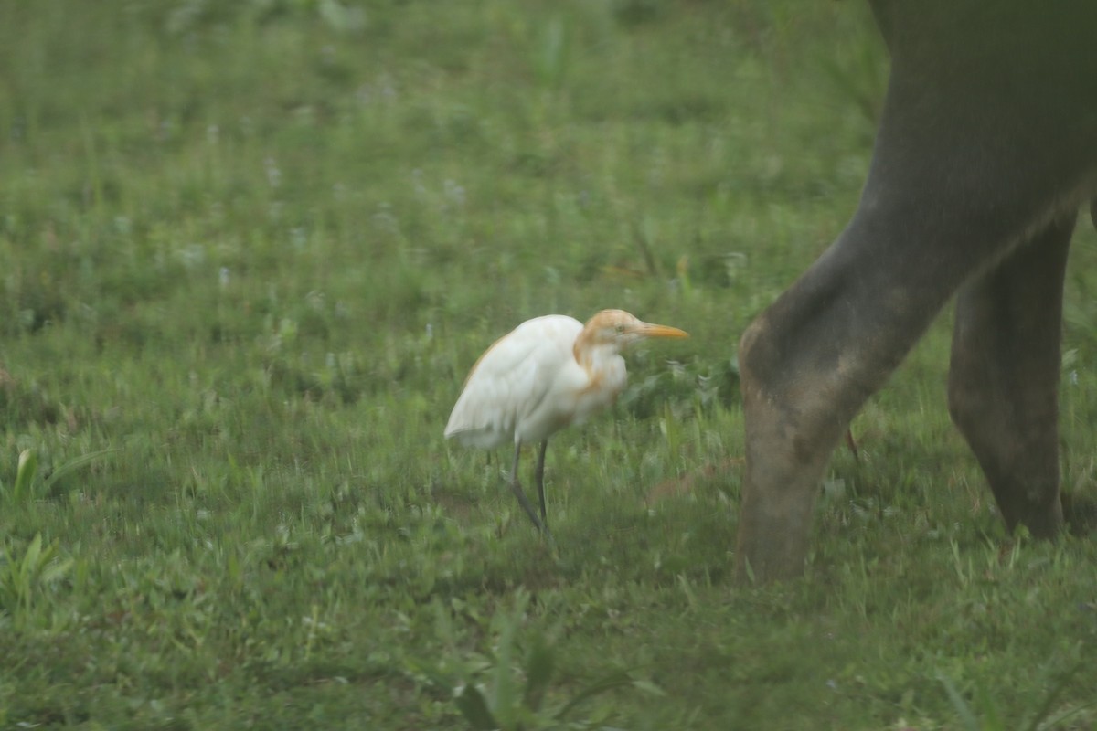 Eastern Cattle-Egret - ML642753318
