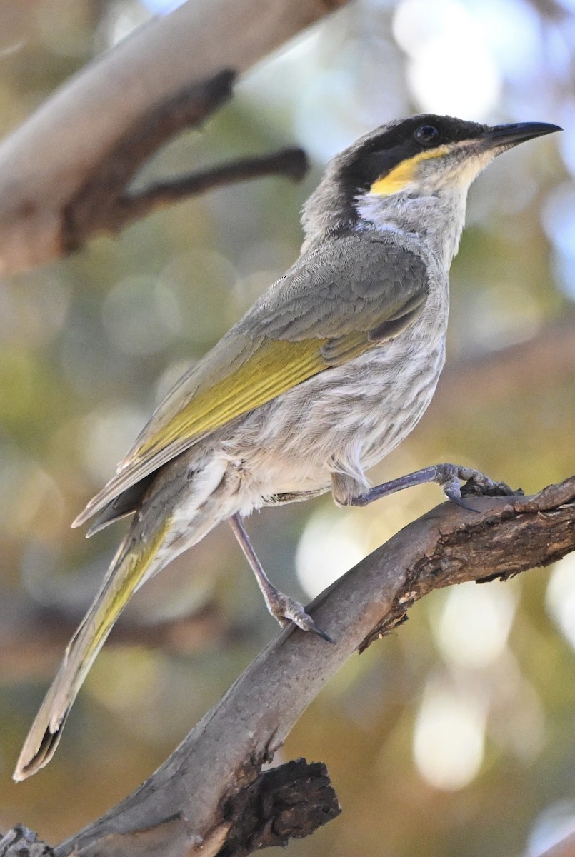 Singing Honeyeater - ML642753346