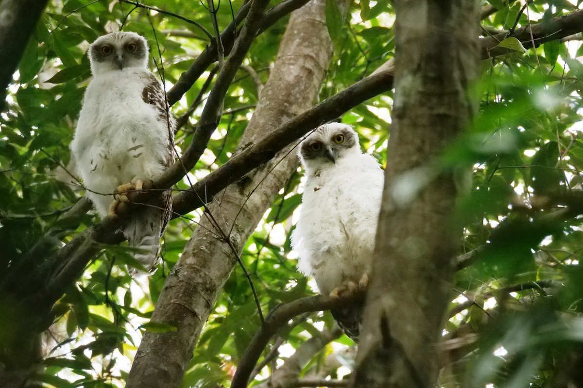 Powerful Owl - ML642753347