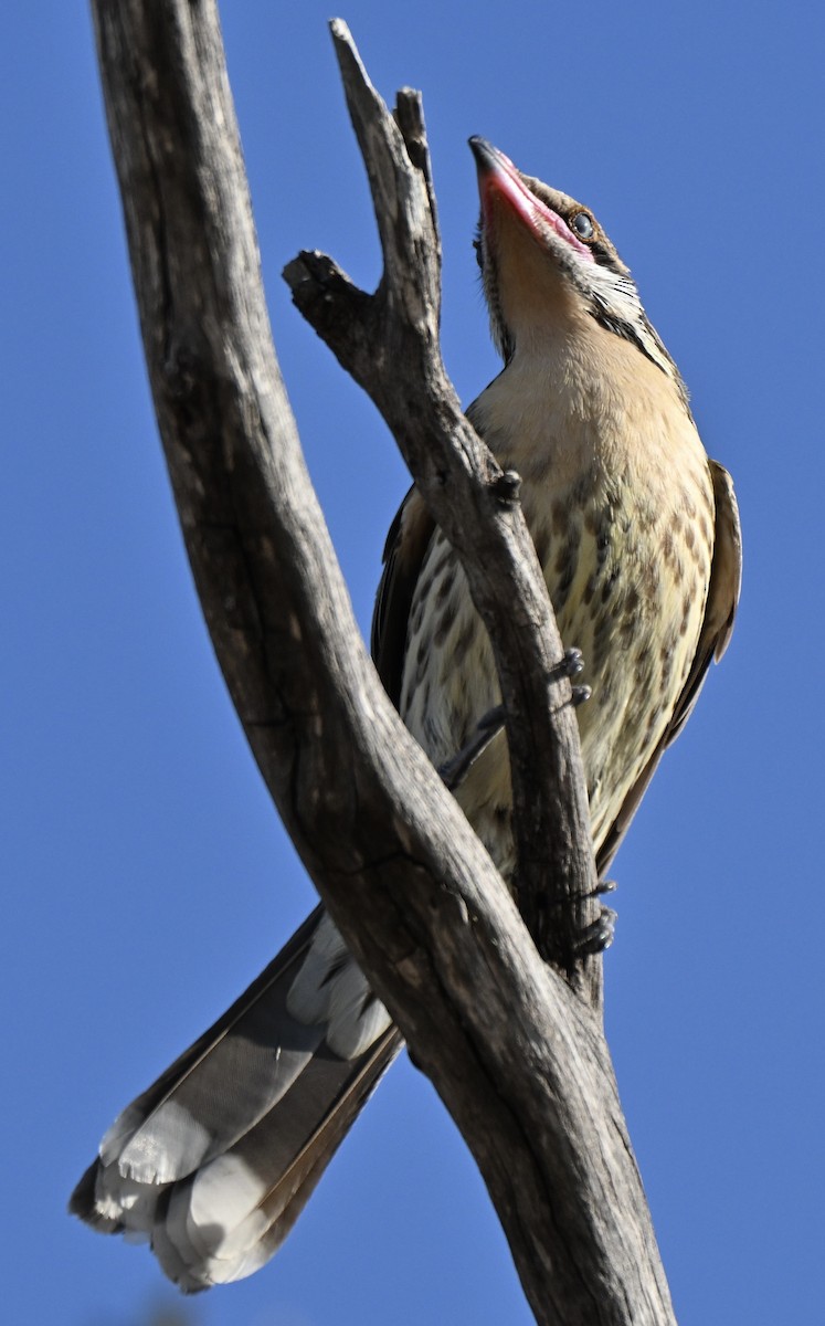 Spiny-cheeked Honeyeater - ML642753348