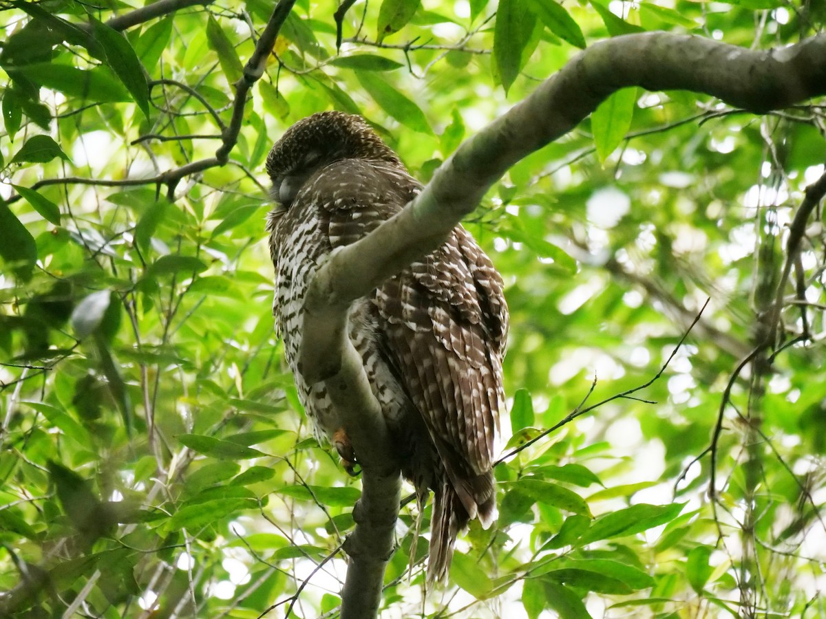 Powerful Owl - ML642753349