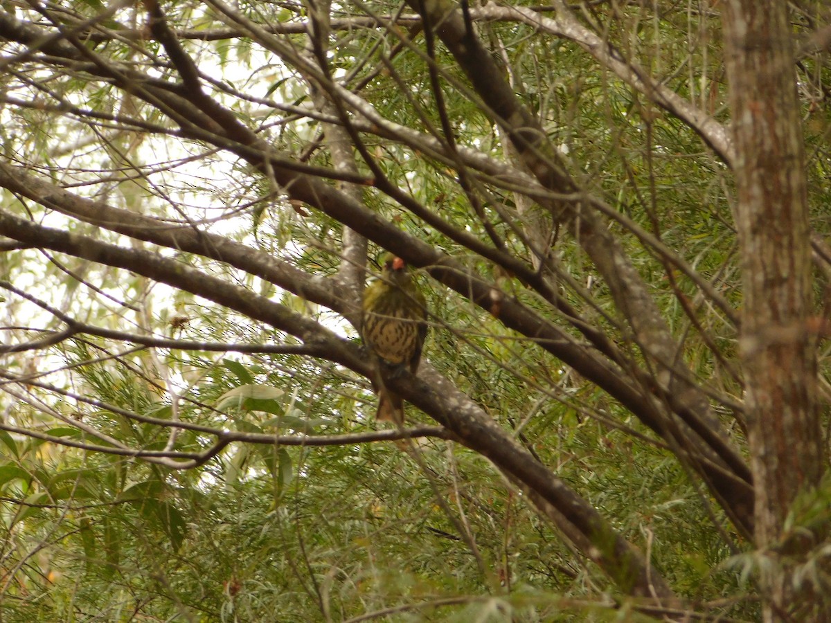 Olive-backed Oriole - ML642753352