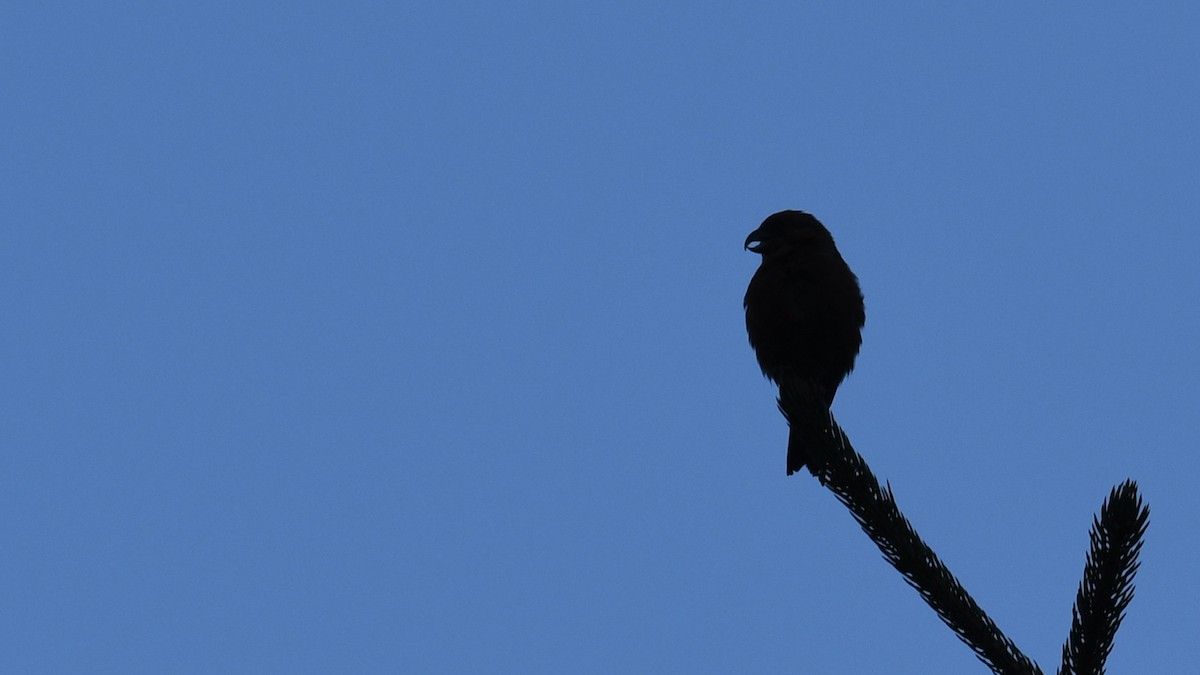 Red Crossbill - ML642753354