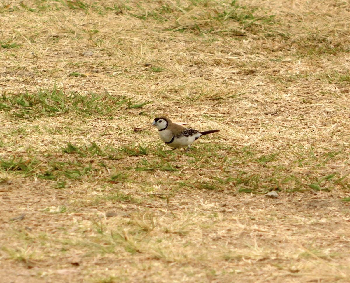 Double-barred Finch - ML642753356