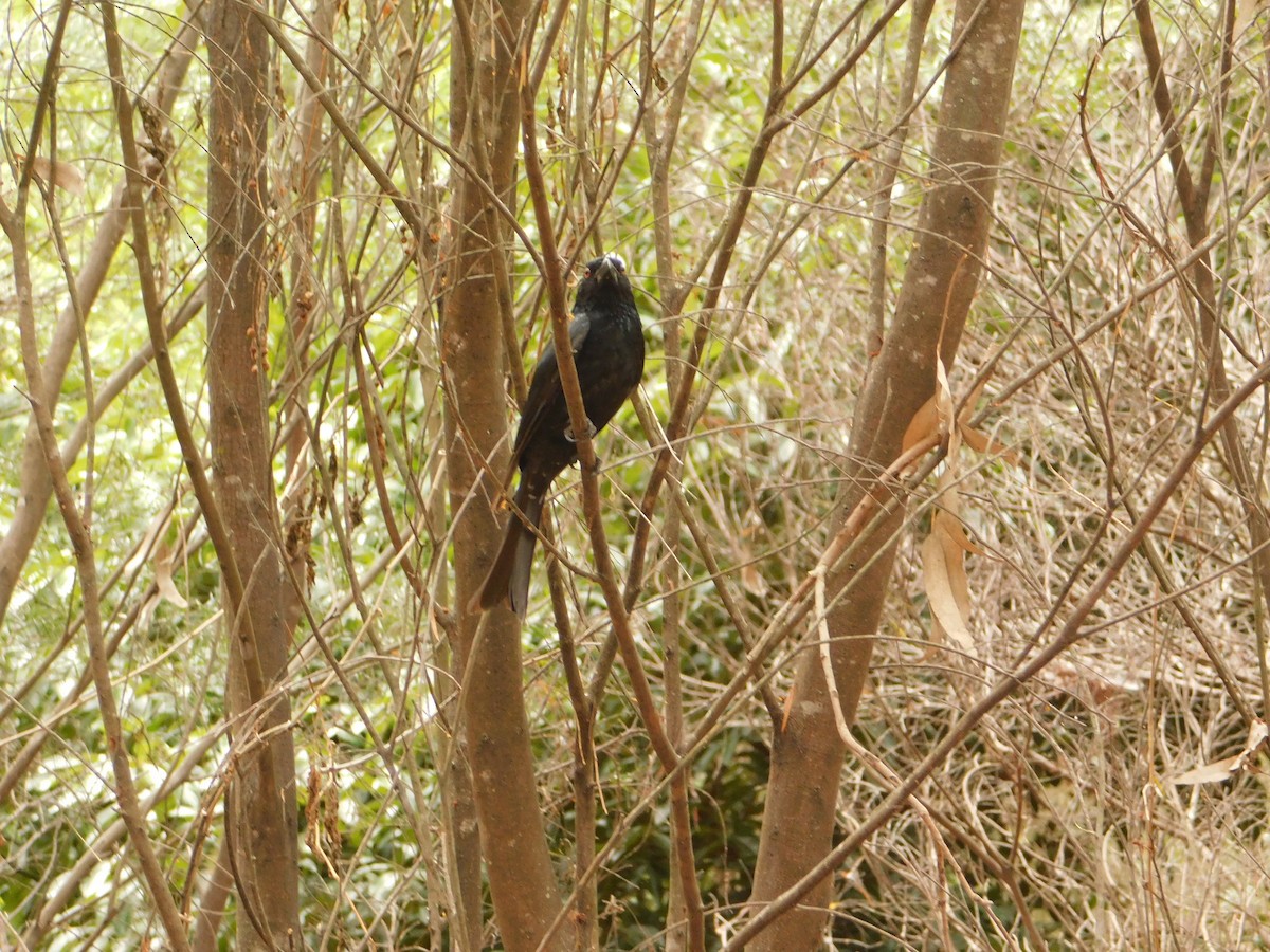 Spangled Drongo - ML642753357