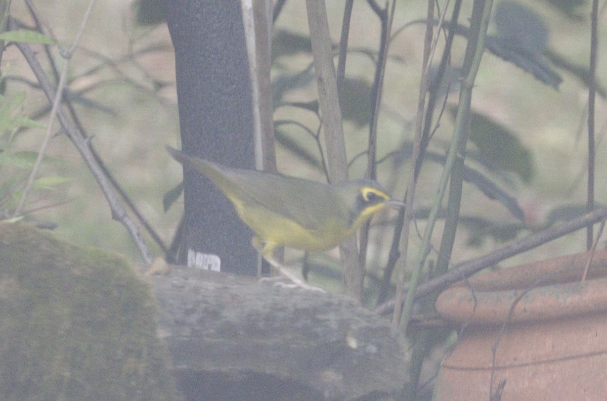 Kentucky Warbler - ML642753361