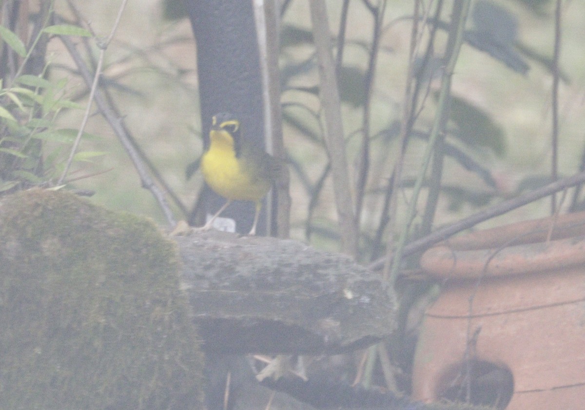 Kentucky Warbler - ML642753364
