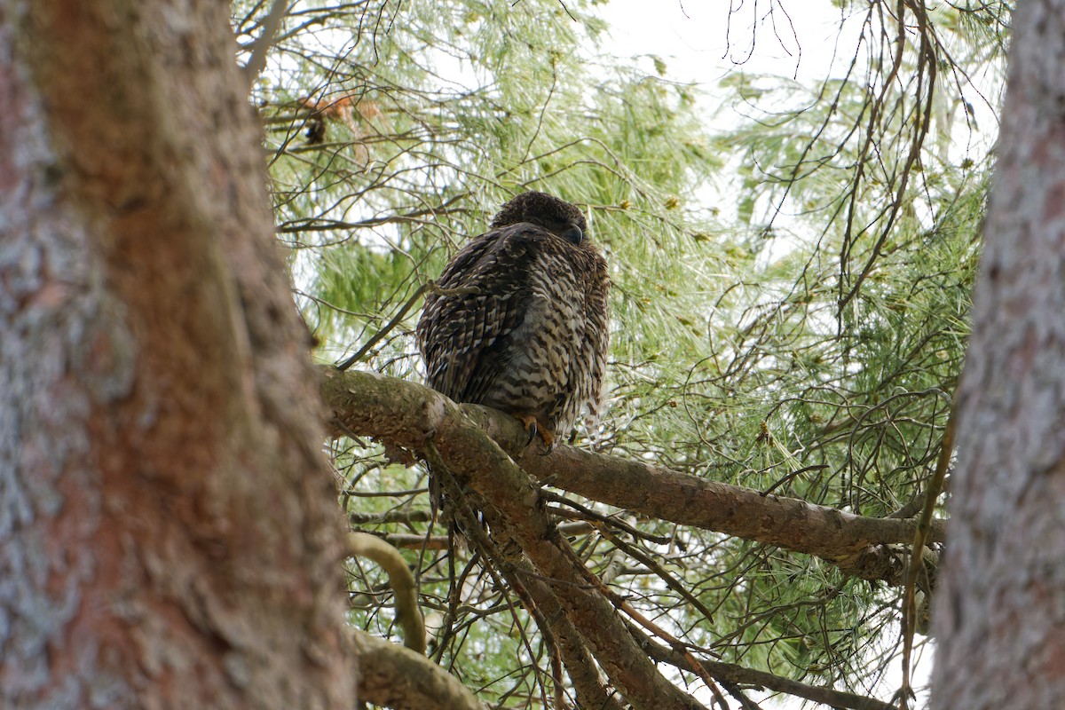Powerful Owl - ML642753380