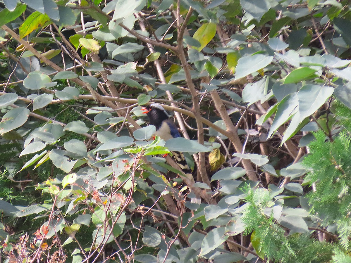Red-billed Blue-Magpie - ML642753389