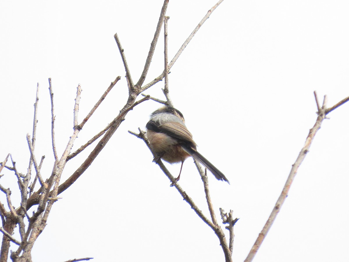 Silver-throated Tit - ML642753404