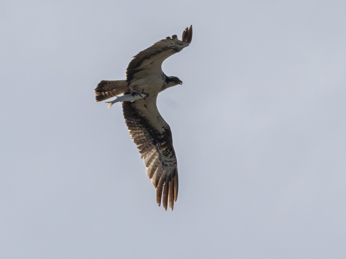 Osprey (Eurasian) - ML642753406