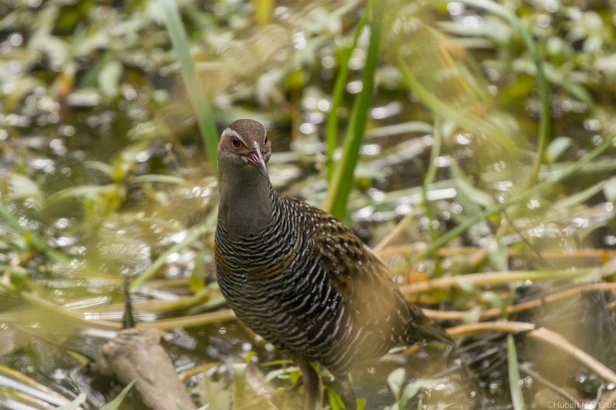 Buff-banded Rail - ML642753417