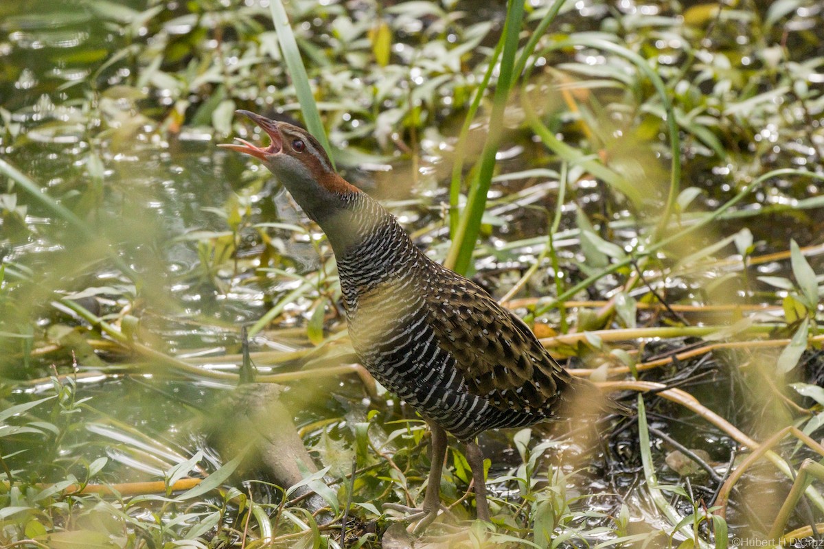 Buff-banded Rail - ML642753418