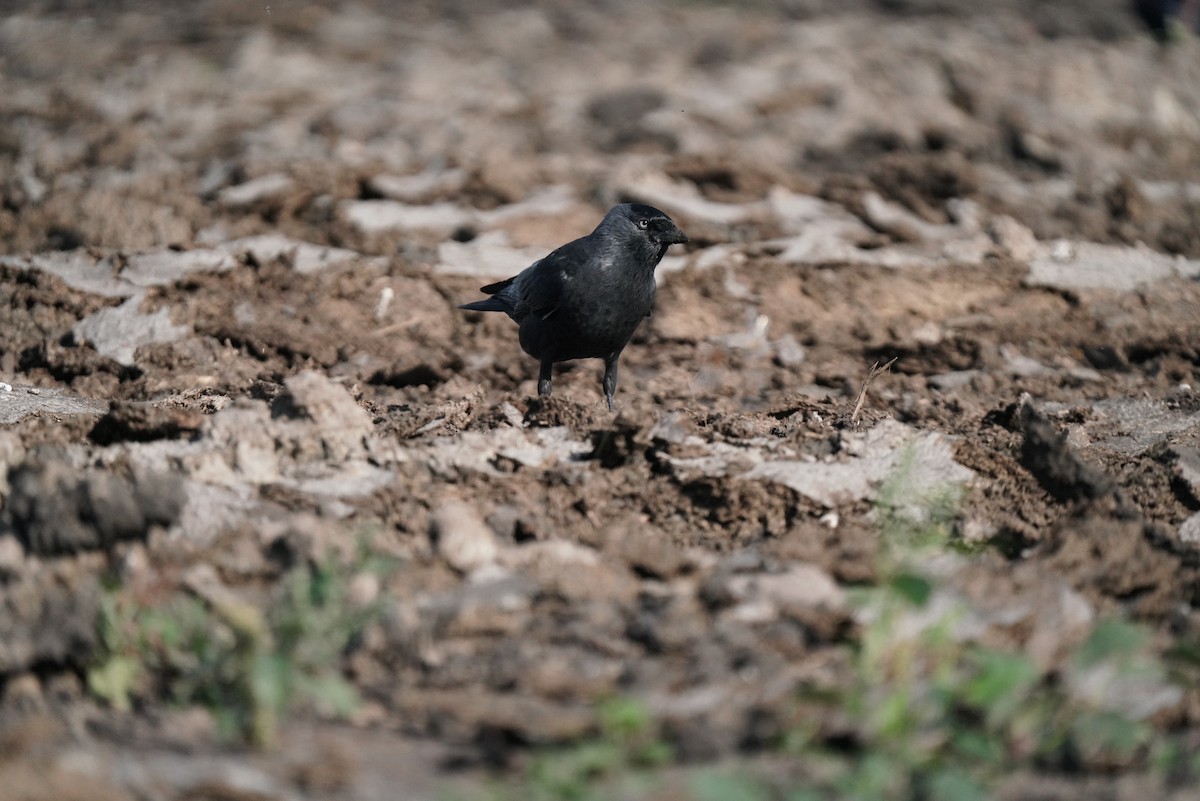 Eurasian Jackdaw - ML642753437
