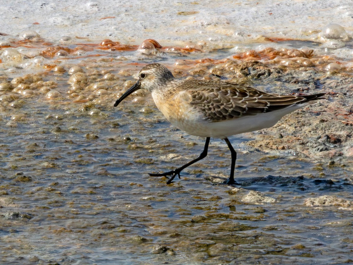 Sichelstrandläufer - ML642753438