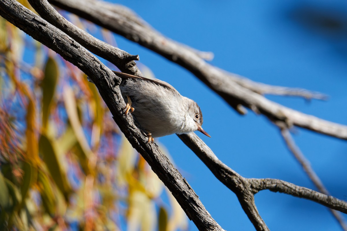 Spiegelkleiber - ML642753451