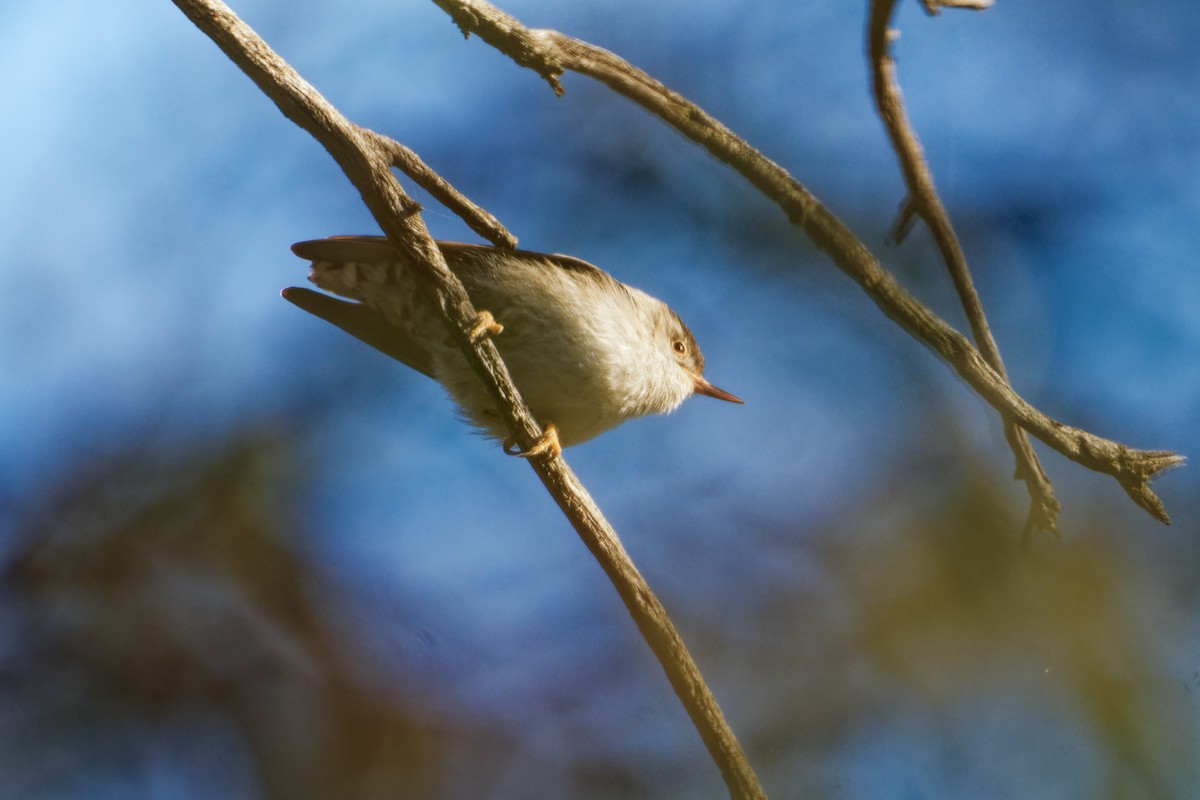 Spiegelkleiber - ML642753453