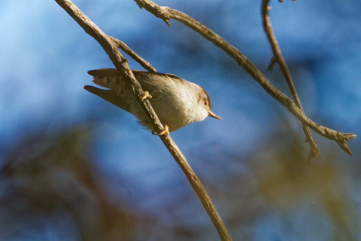 Spiegelkleiber - ML642753454