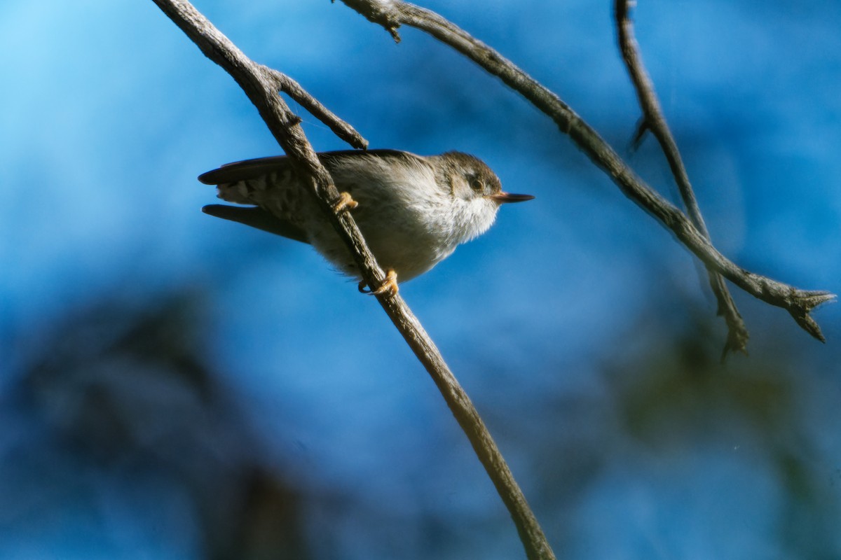 Spiegelkleiber - ML642753455