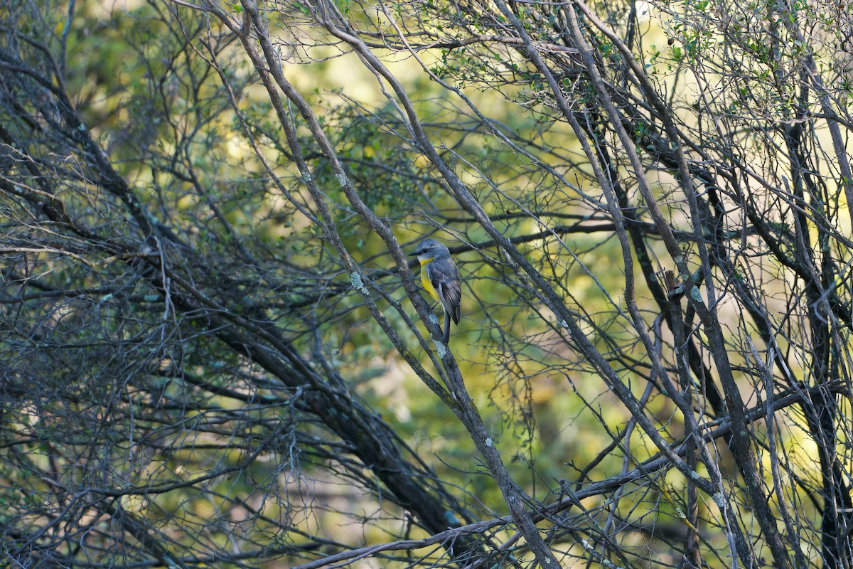 Goldbauchschnäpper - ML642753462