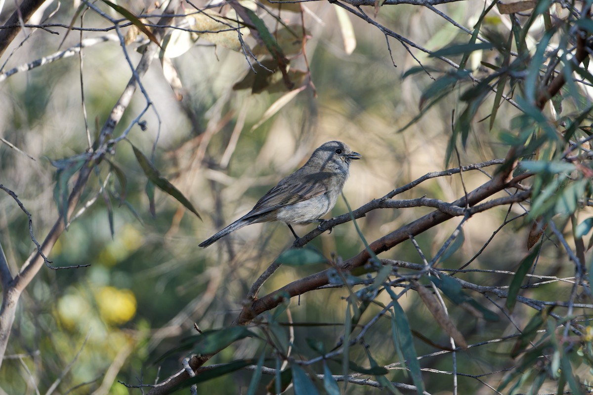 Schwarzzügel-Dickkopf - ML642753465