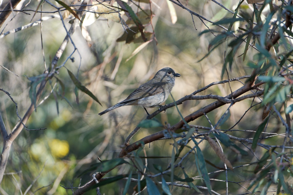 Schwarzzügel-Dickkopf - ML642753466