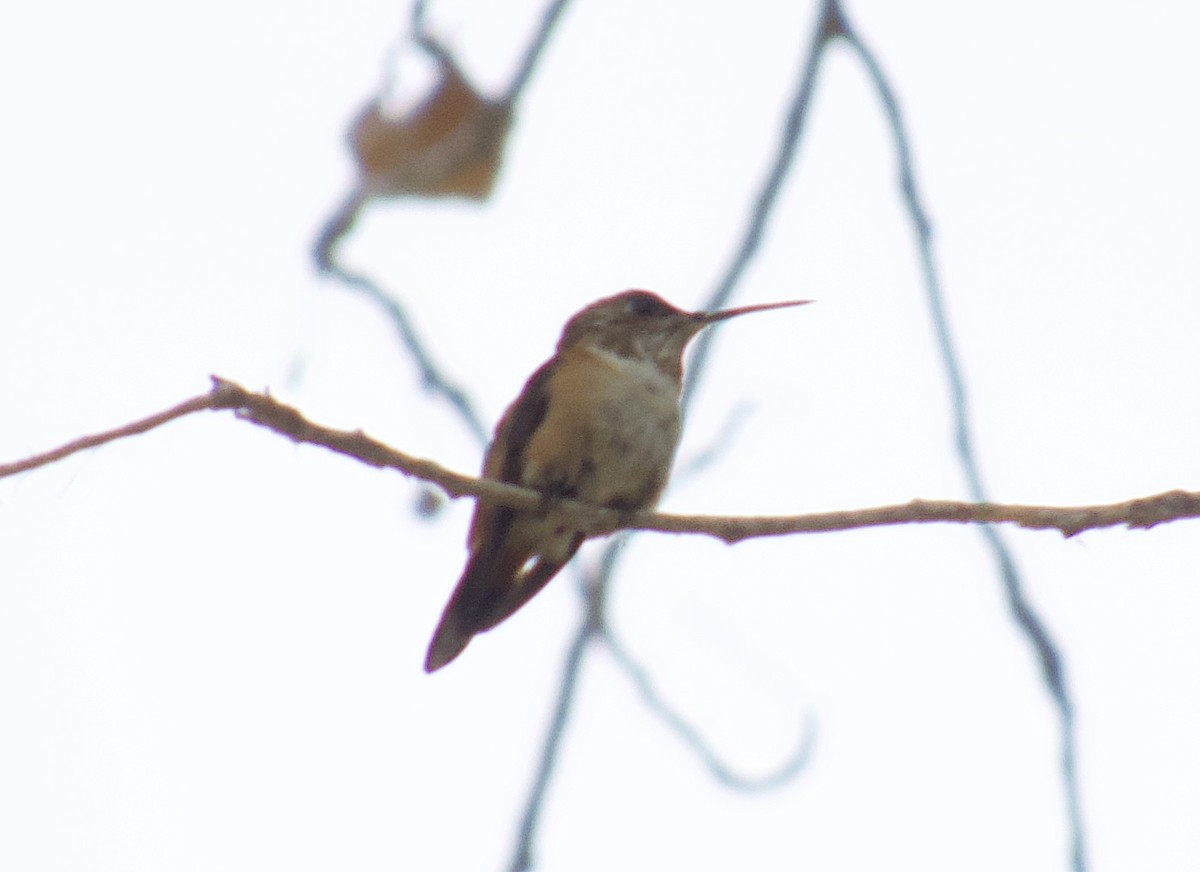 Rufous Hummingbird - ML642753478