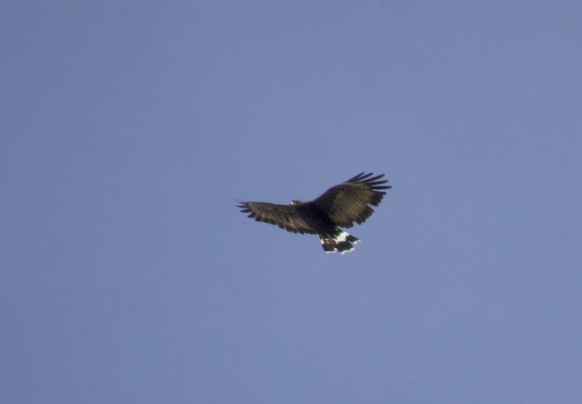 Common Black Hawk - ML642753479