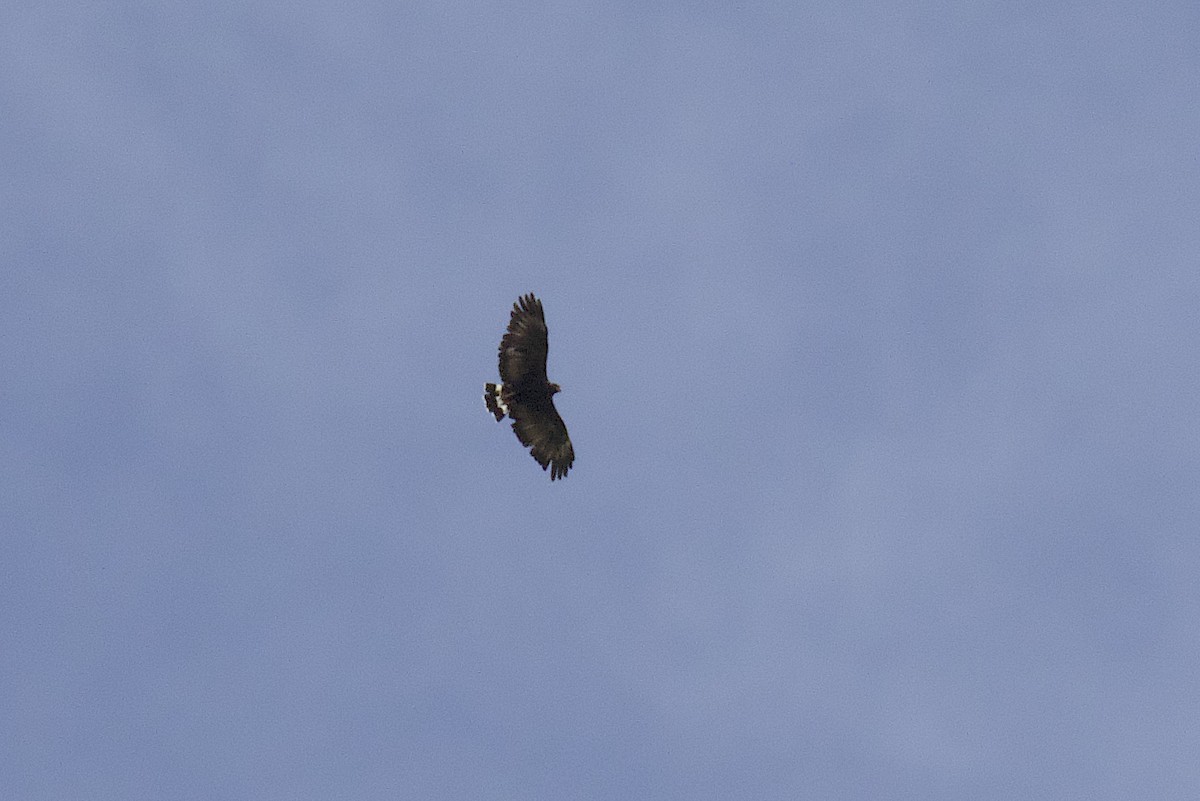 Common Black Hawk - ML642753482