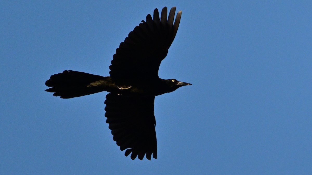 Great-tailed Grackle - ML642753485