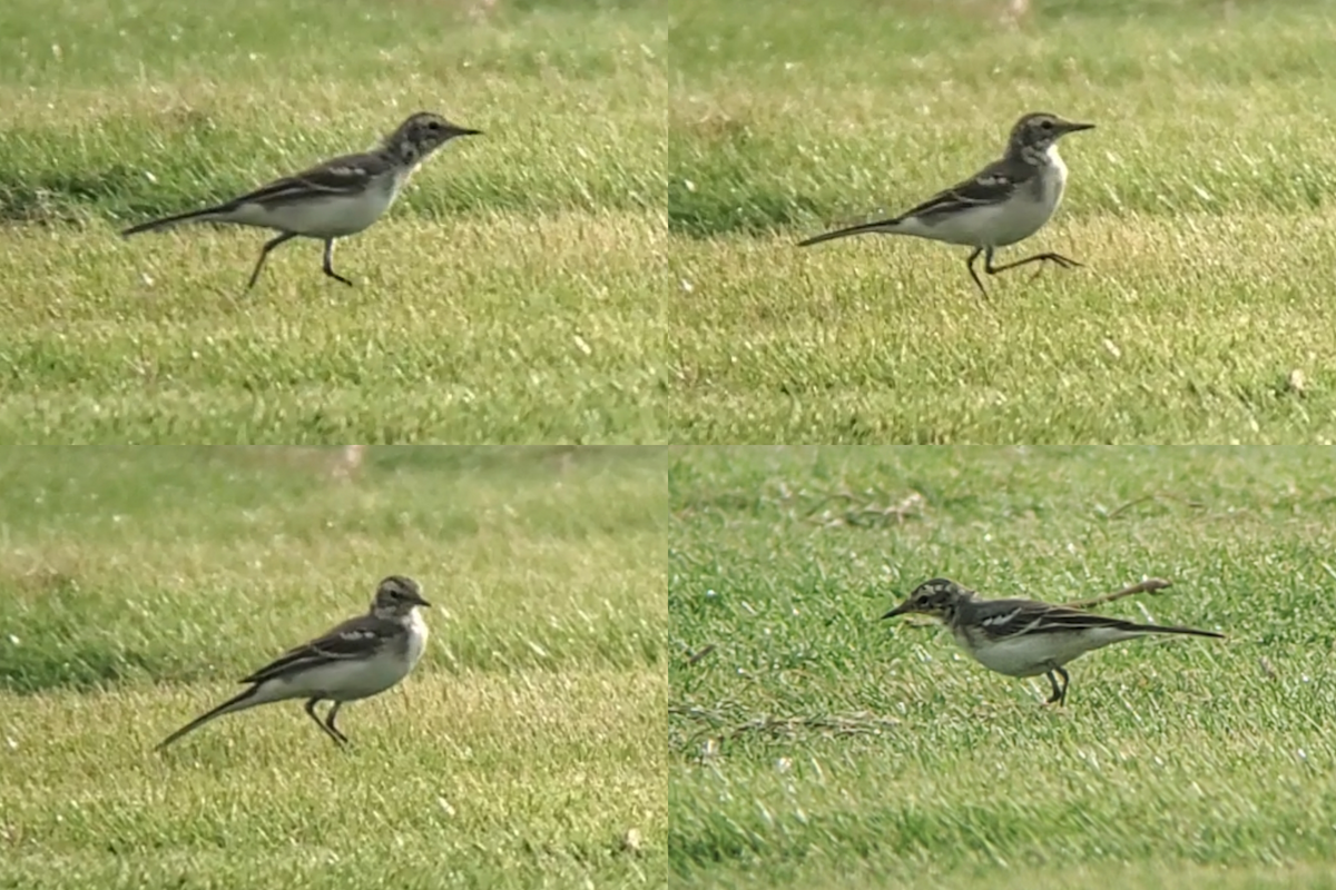 Citrine Wagtail - ML642753489