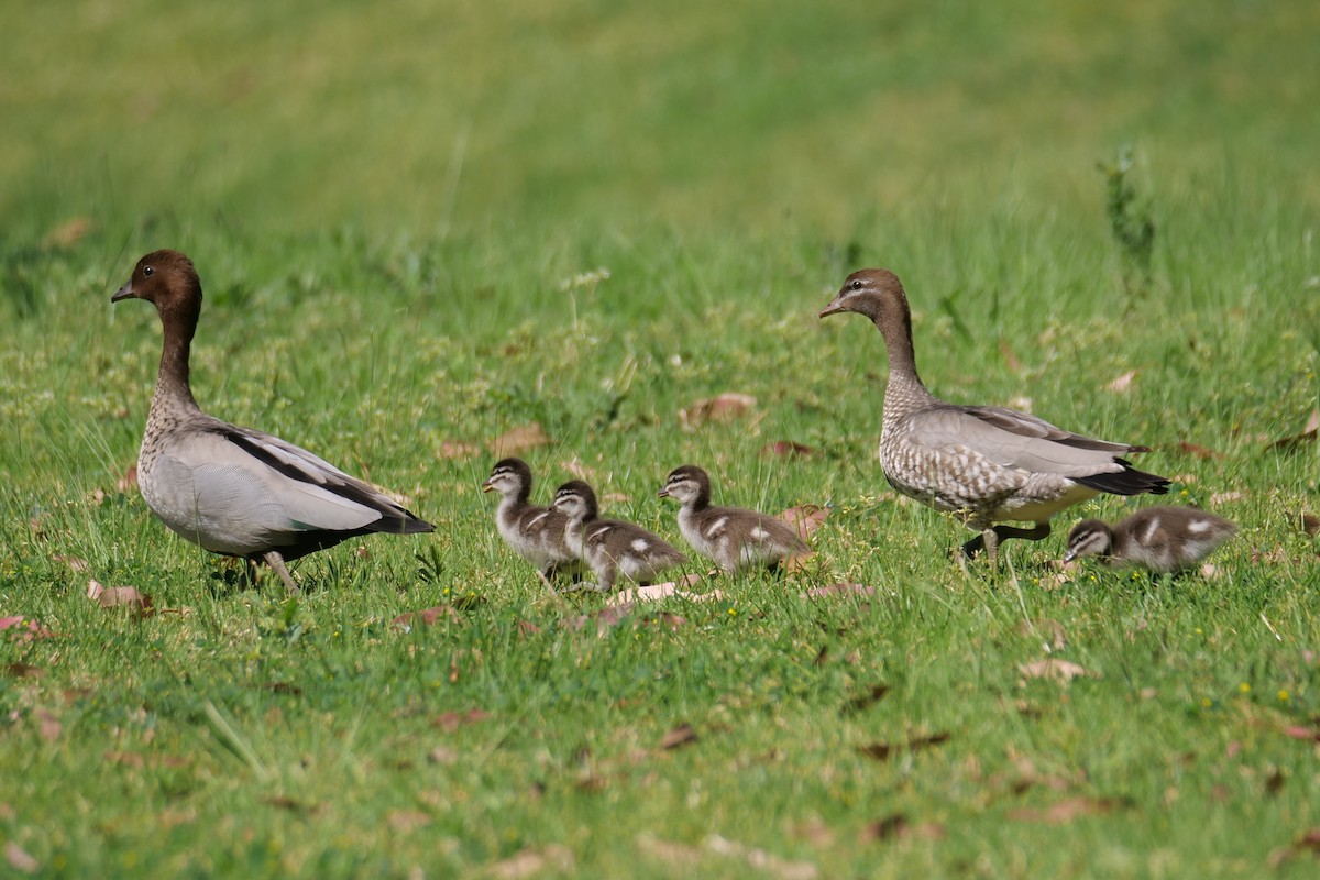 Maned Duck - ML642753497