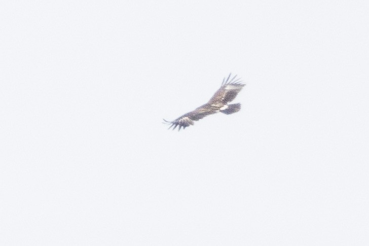 Бор бүргэд - ML642753506
