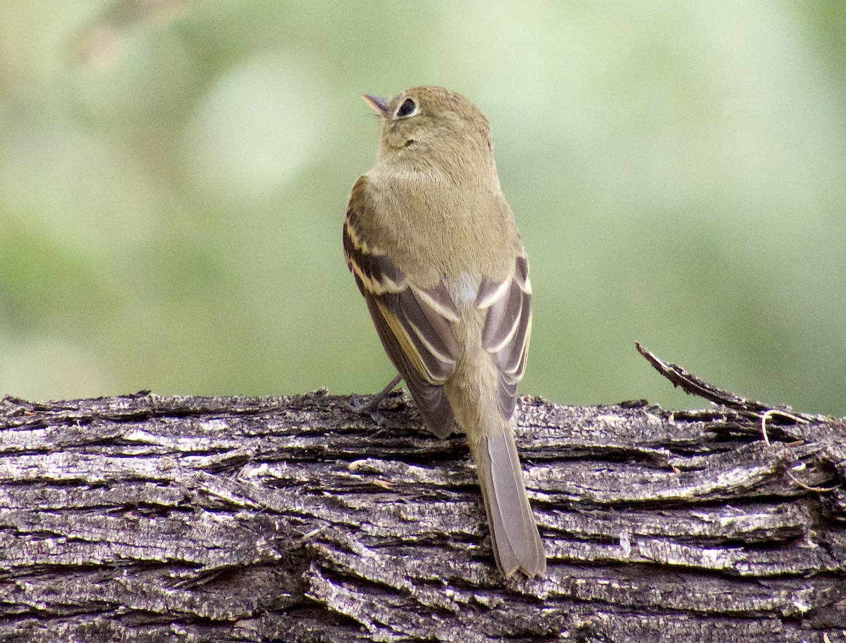 Western Flycatcher - ML642753510