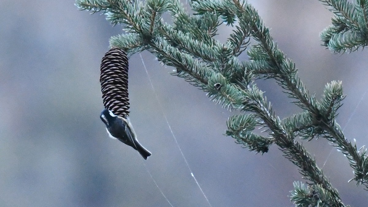 Coal Tit - ML642753513