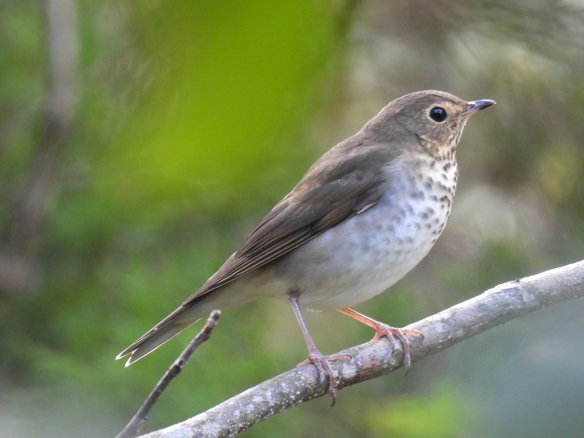 drozd západní - ML642753519