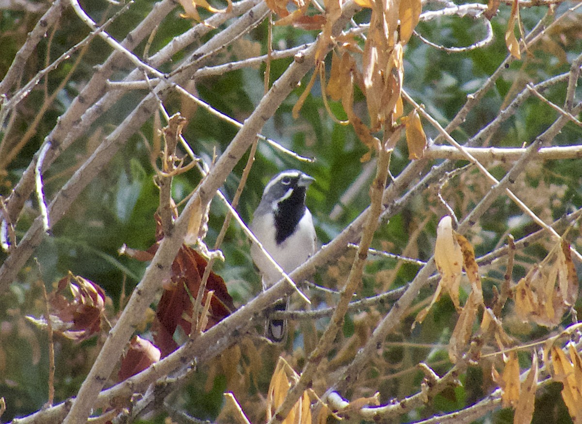 Black-throated Sparrow - ML642753520