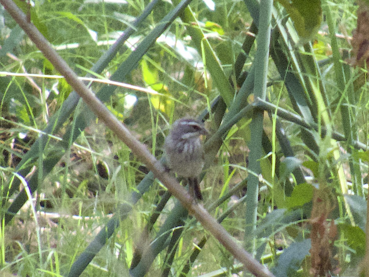 Black-throated Sparrow - ML642753521