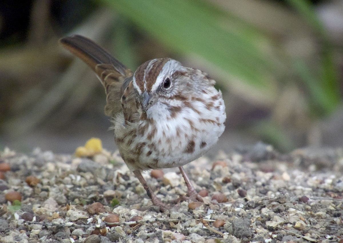 Song Sparrow - ML642753536