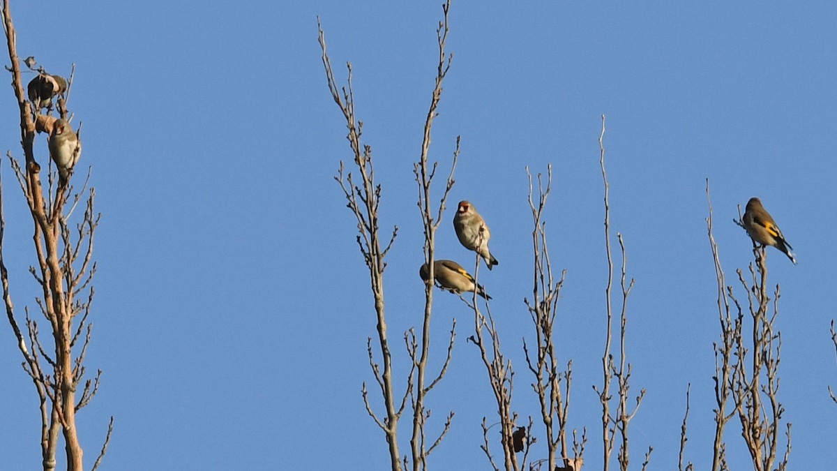 Gray-crowned Goldfinch - ML642753547