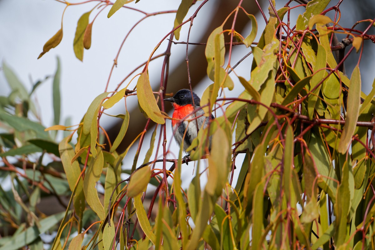 Mistletoebird - ML642753554